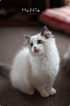 那就重新开始吧采集到猫