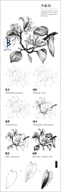 本案例摘自人民邮电出版社出版、爱林文化主编的《黑白花意2——88朵超纯美的花之绘》--爱林文化制作