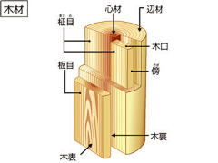 形树采集到「  B  」