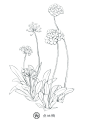 #手绘素材# 【植物花卉】线稿来自飞乐鸟出版的《色铅笔下的植物王国》 ​​​​
