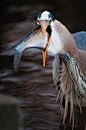 fairy-wren:

great blue heron(photo by nikographer)
