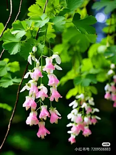 花草集 - 高清图片，堆糖，美图壁纸兴趣社区