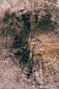 General 2000x3000 nature wood texture wooden surface tree stump