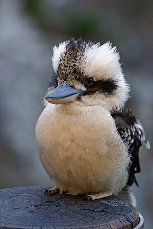 kookaburra sits in t...