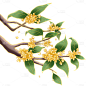 中秋植物肌理桂花贴纸