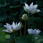dqd_by_duongquocdinh-d53rkk9