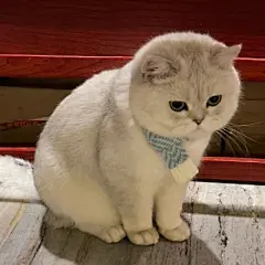 猫咪头像 - 高清图片，堆糖，美图壁纸兴趣社区