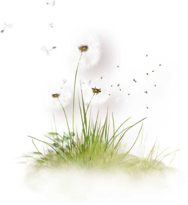 蒲公英