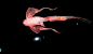 风靡全球の里昂灯光节12.8空降魔都, <wbr>巨型飞鱼月亮蒲公英…