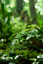 苔藓，绿植，电商，背景，氛围感