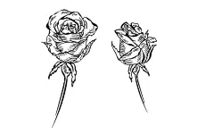 玫瑰花线条素描  - 源文件下载【酷图网】玫瑰花素描,素描,花朵素描,插画,简笔画,草图,