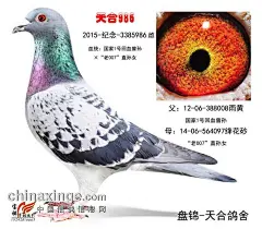 盘锦天合鸽舍种鸽展卖照片（雌）13年-15年 - 辽宁盘锦市捷威公棚 - 中国信鸽信息网公棚信息www.chinaxinge.com