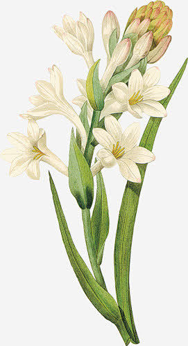 创意水彩合成水仙花