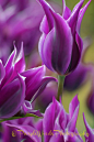 紫郁金香   purple tulips 