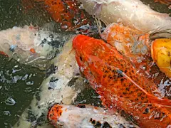 可爱的鲤鱼高清壁纸桌面壁纸1