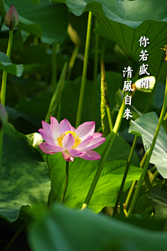 Pandora_Gu采集到Pandora_Gu的原创画板