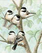 [【Tracy Lizotte 】水彩鸟1] Tracy Lizotte美国水彩画家，插画非常精巧，有国画工笔鸟类的风格。清新自然。（敬请期待下期）