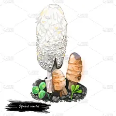蓬松的墨水帽，律师假发，或蓬松的鬃毛，常见的真菌经常生长在草坪上。数码艺术插画，天然食品，包装标签。