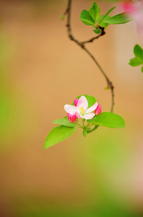 凝眉处，山河共舞，花草言欢，