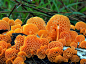 美！诡异的20种罕见蘑菇(组图)_新华网云南频道