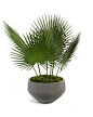 Fan Palms - Botanicals - Accessories & Botanicals - Our Products