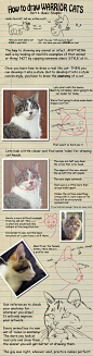猫之绘画图集丨动物绘画平面插画
