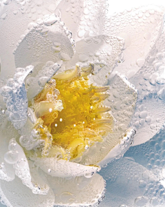 Snowbaby雪宝的宝采集到花花素材