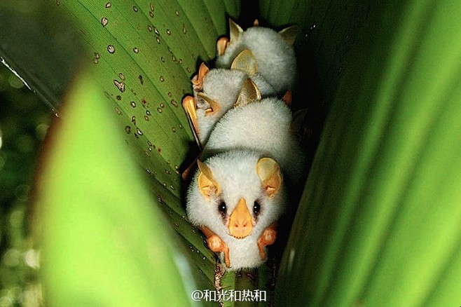 自然蕉叶里的小棉猴洪都拉斯白蝙蝠honduranwhitebat