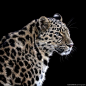 A beautiful Amur Leopard named Kaia at Marwell Wildlife… My favourite big cat but sadly the most critically endangered… :-(