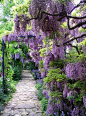 Wisteria!