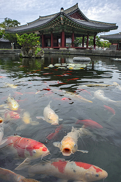 观鱼诗〔明〕僧人宗林
//
鱼在水中生，...