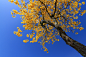 Photograph Tabebuia alba II by Itamar Campos on 500px