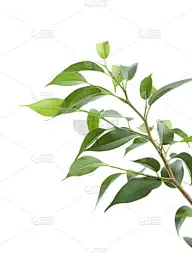 植物,园艺,幼小动物,自然,垂直画幅,绿色,秧苗,小的,无人,背景分离