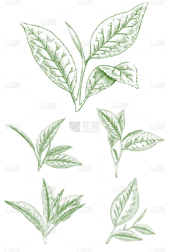 植物通用绿色手绘线条茶叶元素素材