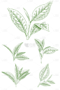 植物通用绿色手绘线条茶叶元素素材