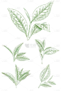 植物通用绿色手绘线条茶叶元素素材