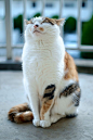 Gatto