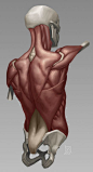 Anatomy Demos via PinCG.com