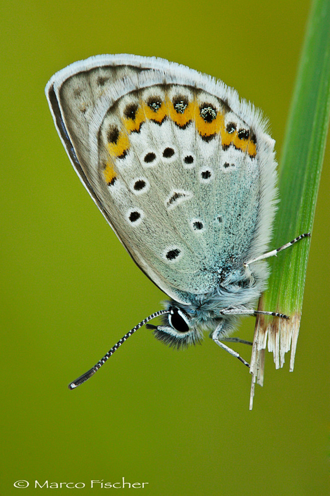 Lovely Butterfly by ...