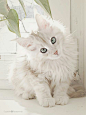 Beautiful white kitty