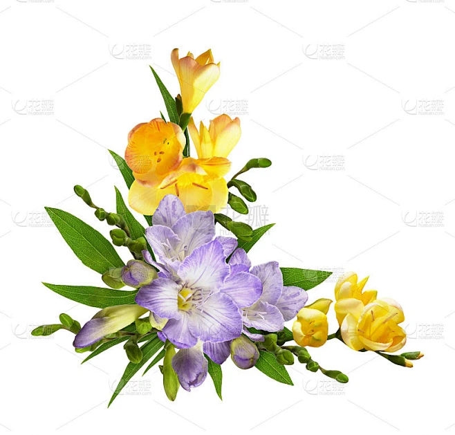 紫色和黄色小苍兰花在一个角落的花安排孤立在白色素材-花瓣网