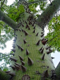 Interesting Ceiba tree. Commenter added: "Common name is Kapok, native to Mexico, Central America and the Caribbean, northern South America, and to tropical west Africa"