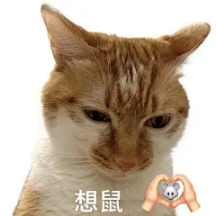 抽象猫猫表情包合集 - 小红书