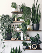 Shelving and display ideas spotted on Instagram offering inspiration for your houseplant collection.