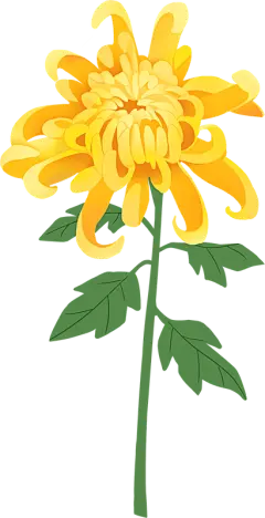 细线手绘风中国标志性花卉-菊花