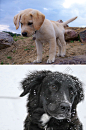 雪中的小狗高清动物图片