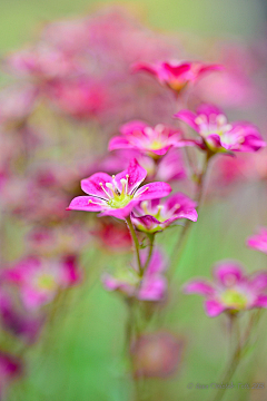 神无月浅希采集到花草 一花一世界