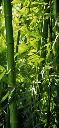 白天不要香菜采集到｜参考｜