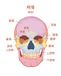 教材插画｜系统解剖学图谱重绘4 颅骨