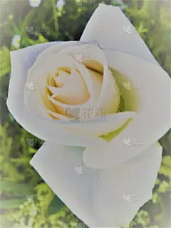 白玫瑰花背景。美丽的白玫瑰。
